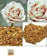 NSKON White Drop Of Blood Rose Seeds, Magical Flowers Imported Plant Seed (Pack Of 40)