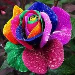 NooElec Seeds India 100Pcs Rare Holland Rainbow Rose Flower Seeds Your Lover Multicolor Plants Home Garden 1Z307