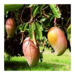 OXY GREEN PLANT Totapuri mango,Amba