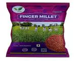 Iagrifarm Finger Millet - 1 kg - Ragi | Kelvaragu | Nachni | Ragulu | Aariyam | Maduva | Panji Pullu | Low Gi Millet Rice | High Protein & 100% More Fibre Than Rice