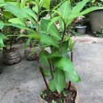 Platone Insulin PlantBio PlantInsulin Plant (2 feet Plus)
