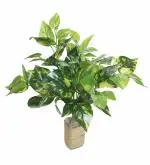 PINDIA Silk Leaves and Plastic Stem Miniature Artificial Money Plant (Multicolor)(JIO-DC1701014)