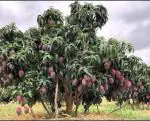 Online Plant Bazar Red Arunika Mango Grafted Live Plant