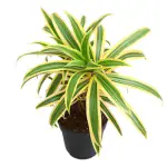 Ashokavanam Song of India ( Dracaena reflexa Golden) indoor Plant