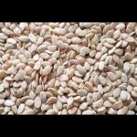 Organic Purify Indrayan Seed - Tumba Seed -Citrullus colocythis /Tumba Magaj (5kg)