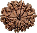 Shivoham 9 Mukhi Nepali Certified Rudraksha Wooden Yantra