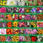 Greenery Hub 40 Varieties of Flower Seeds Combo with Instruction Manual (40 Per Packet)