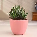 FlowerAura Live Indoor Haworthia Cactus Plant In Pink Terracotta Pot For Living Room, Balcony, Bedroom, Home/ Office Decor, Birthday Gift, Anniversary Gift, Diwali Gift & Occasions Gift