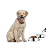 Pets Empire Stainless Steel Dog Bowl Rubber Base For Small Medium large Dogs ,Set Of 2