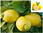 ONLINE PLANT BAZAR SEEDLESS LEMON PLANT(PACK OF-1)