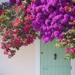 NooElec Seeds India 50+ SEEDS- Mix Bougainvillea Flowering Vine Plant Seeds For Home Garden.Red & Purple Mix