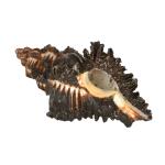 Kesar Zems Golden ?Copper Panch Mukhi Hanuman Puja Coin