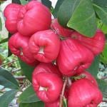 Online Plant Bazar Red Water Apple Thai Verity Live Plant-Rw01