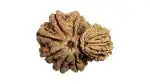 Feel Touch Mart Holy Garbh Gauri Rudraksha Igl Lab Certified Best Nepal Gauri Ganesh Rudraksha Big Size Genuine Garbh Gauri Rudraksha by