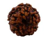 Feel Touch Mart Real Genuine 1 Mukhi Nepali GOL Dana Rudraksha Beads Natural 1 Face Rudraksha Original Certified Rare Pendant with Thread