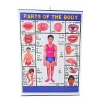 CRAFTWAFT'S BODY PARTS ROLLING CHART (24X20INCH) Photographic Paper (24 inch X 20 inch, ROLLED)