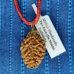 Mithila Handicrafts Two Face(Do-Mukhi) Rudraksha | Do Mukhi Rudraksh | Natural Rudraksh | Lab Certified Rudraksh |