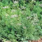 Plantzoin Ajwain Trachyspermum ammi Juani Live Plant