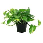 Garden Art Green Indoor Air Purifier Plant with Nursery Indoor Phothos Varigated Plastic Flower Pots