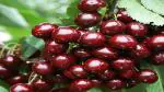 Platone Cherry Fruit Plant AMERICAN CHERRY