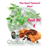Cloud Farm Healthy Tamarind Thai Sweet Variety Imli Fruit Grafted Healthy Plant (1-1.5 Ft Size) Pack of 4 Healthy Plant SCF_24