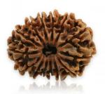 Feel Touch Mart 14 Mukhi Rudraksha Nepali Gneuine Brown Oval Bead Fourteen Mukhi Rudraksha Original Lab Certified Natural With Pendant & A1 Thread Beautiful Nepali Chodha Mukhi Rudraksha Blessed By Lord Hanumanji By