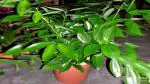 Corofitam Bay Leaf Plant Tej Patta (Bay leaf)