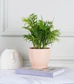 Nurturing Green C-Palm Plan In Modern Design Pastel Pot For Home
