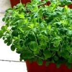 Fa Nursery Organic Methi Seeds (46 per Packet)