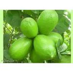 Cloud Farm Gandharaj Lemon Plant Limon Air Layering Grafted Healthy Fruit Plant King of Lemon Nimboo Plant Guti Kolom Very Big Size Special Variety Fruit Plant(Pack Of 1),CF_L62