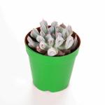 MVM e-comerce Live SUCCULENT PLANT PIG NOSE