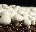 Platone Mushroom BT-MSP-1(250 Grams)