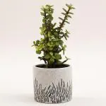 Ferns N Petals Jade Plant In Ceramic Pot 3.5X4.5 inch