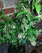 Cloud Farm Hybrid Hasnuhana Jasmine Plant - 200 mm CF_O85