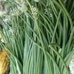 Trustbasket Multicolor Open Pollinated Singra Vegetable Seeds (1)