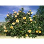 Cloud Farm Rare Grafted Dark