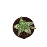 UGAOO Aloe Snow Flake Succulent Live Plant with Pot