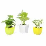 JESAA GREENS Combo Plants Green money plant, Golden Money Plant, Pothos Money Plant, Home & Office Dcor |Good Luck Plant, Pack of 3