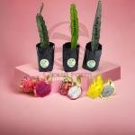 Cloud Farm Dragon Fruit Plant Combo of 3 variety Red C variety, Vietnam White,& Israel Yellow Dragon, Pack Of 3 SCF_140