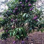 Kapebonavista Live Black Stone Mango Aam Fruit Plant Healthy Live Plant