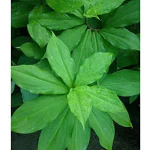 Ashokavanam Insulin Medicinal Plant (Costus igneus)