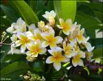 Greenery Nursery Frangipani Plumerias Plant Tree