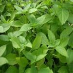 Hug A Plant Vicks Tulsi Plant ( Ocimum tenuiflorum ) Ornamental/Medicinal Live Plant (Home & Garden)