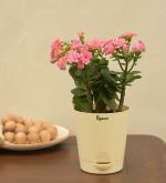 UGAOO Kalanchoe Natural Live Indoor Plant With Pot (Small)