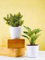 Nurturing Green Jade Plant And Philodendron Birkin With White Pot (Combo Of 2)