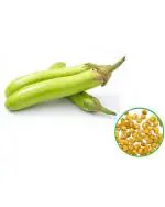 Master Green Brinjal Green Long Seed (100 Per packet)