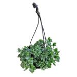 SENECIO Hanging Fittonia Green Nerve Plant Mosaic Net Variegated Leaf Ornamental Air Purifying Good Luck Indoor Creeper LIVE Plant