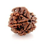 Feel Touch Mart 6 Mukhi Pure & Original Nepal Ganesh Rudraksha by Lab Certified