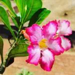 Cloud Farm Air Layered Adenium Plant Healthy Plant [CF454]