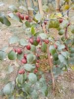 Cloud Farm Thai Seedless Apple Ber Plant [CF059]